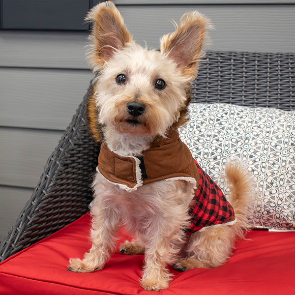 Yoshi Office Dog headshot